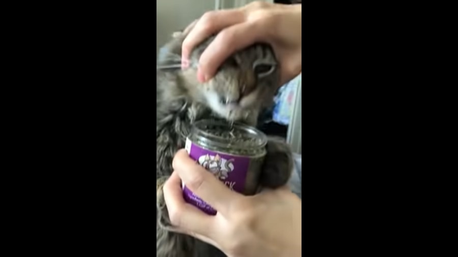 This Cat Goes Crazy For The Catnip