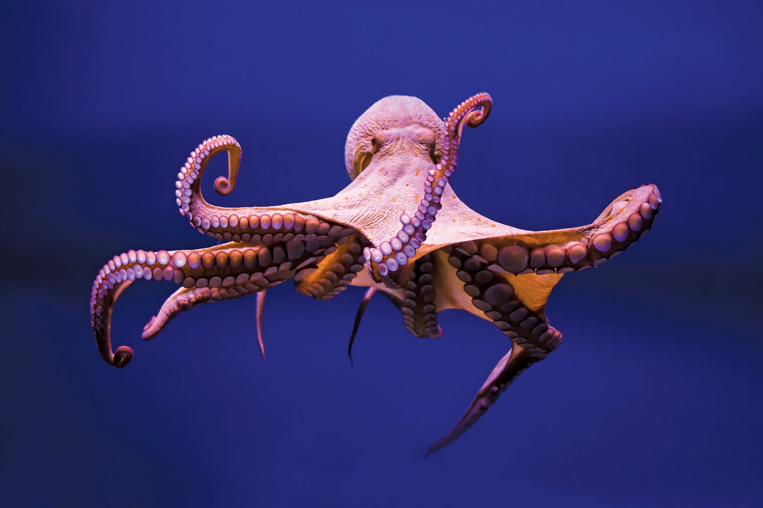 Octopus facts, what is an interesting fact about Octopuses? Funny Animals