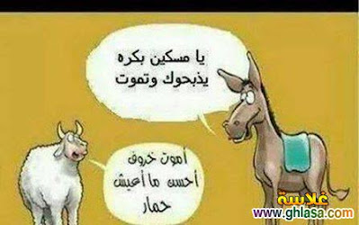 صور اغنام العيد كرتون صور اغنام العيد كرتون