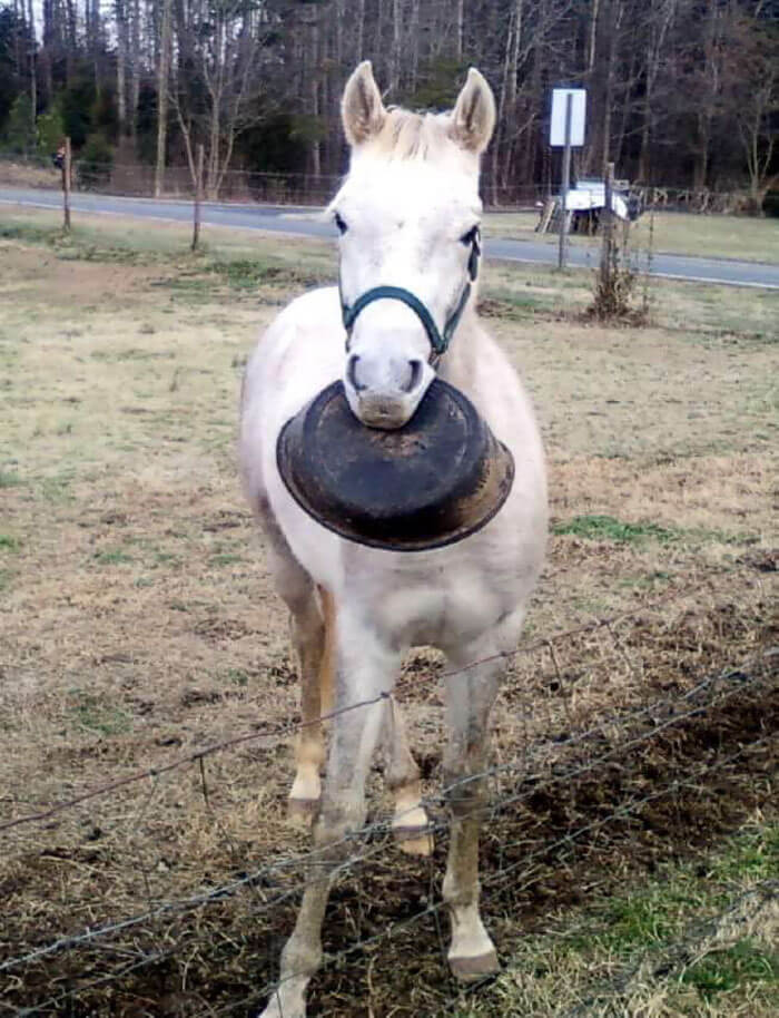 Meet Tango, The Hilariously Stupid Horse That Has Gone Viral Meet Tango, The Hilariously Stupid Horse That Has Gone Viral