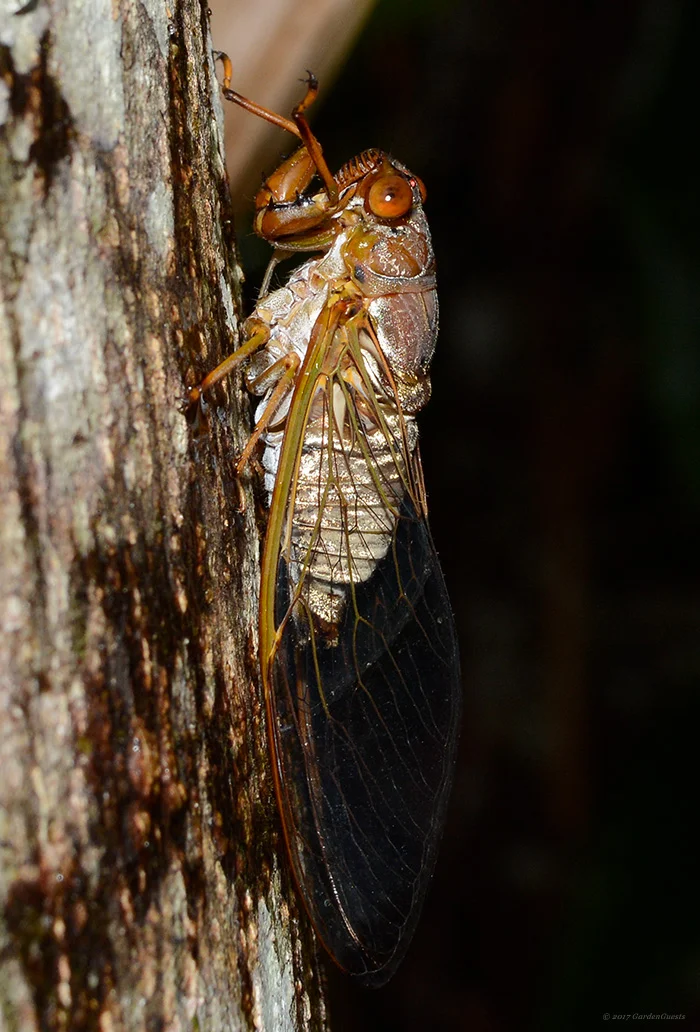 Cicada on a tree