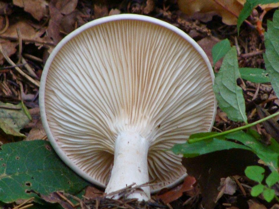 Infundibulicybe geotropa DSC25044