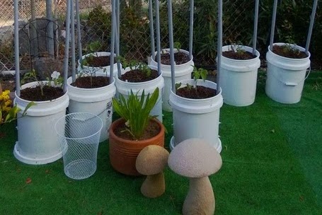 Growing Tomatoes in a Bucket: Simple DIY Gardening