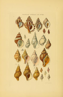 Shell illustration books free download