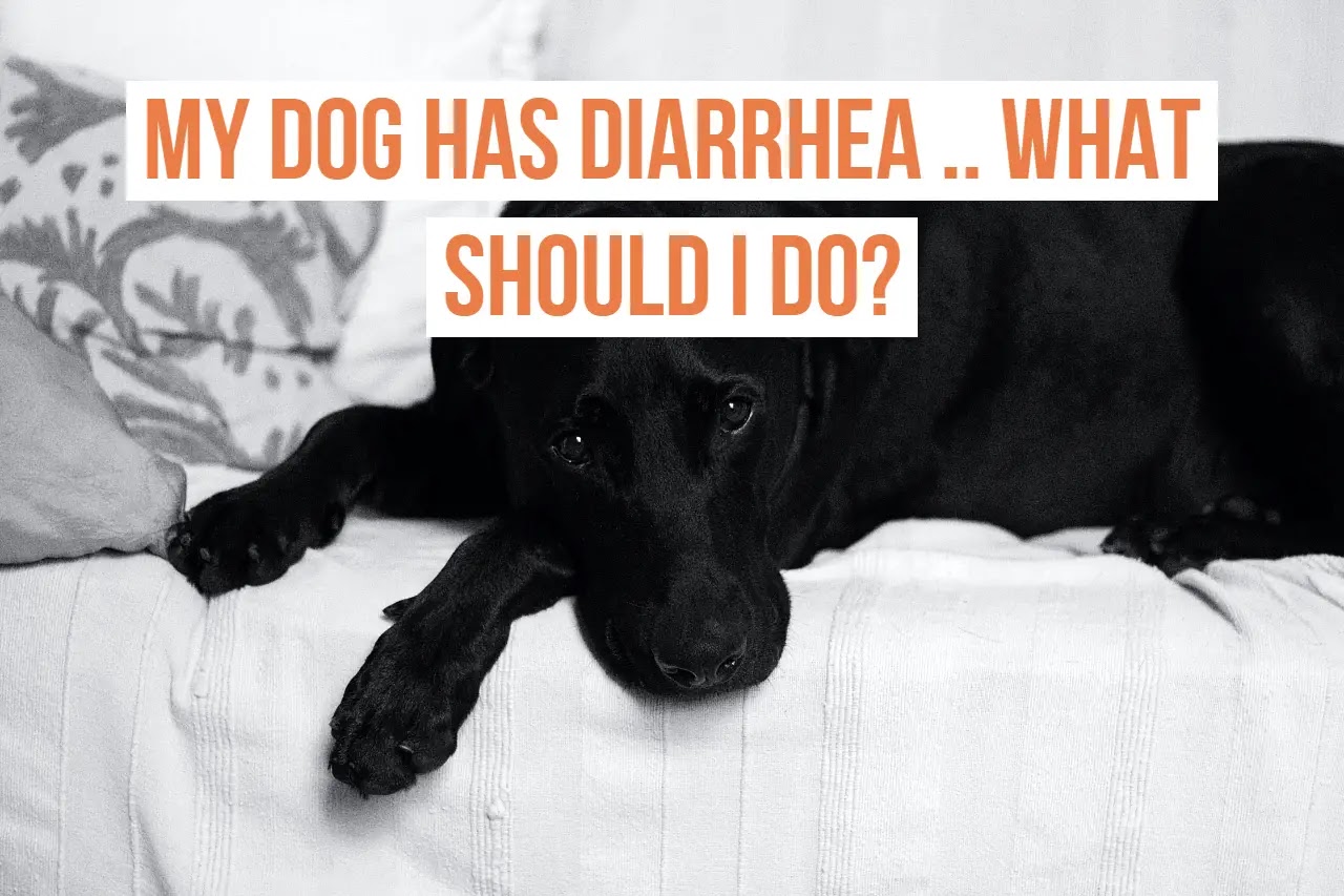 Diarrhea in dogs in detail, symptoms, disease treatment, and prevention