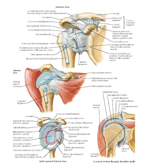Shoulder with Details of Glenohumeral Joint Anatomy
