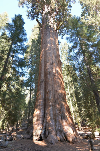 Sequoia National Park- caminando por el Bosque Gigante - Viaje con tienda de campaña por el Oeste Americano (15)
