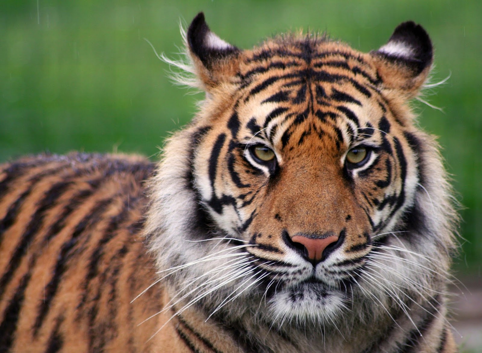 RETRO KIMMER'S BLOG: THE AMAZING SIBERIAN TIGER!