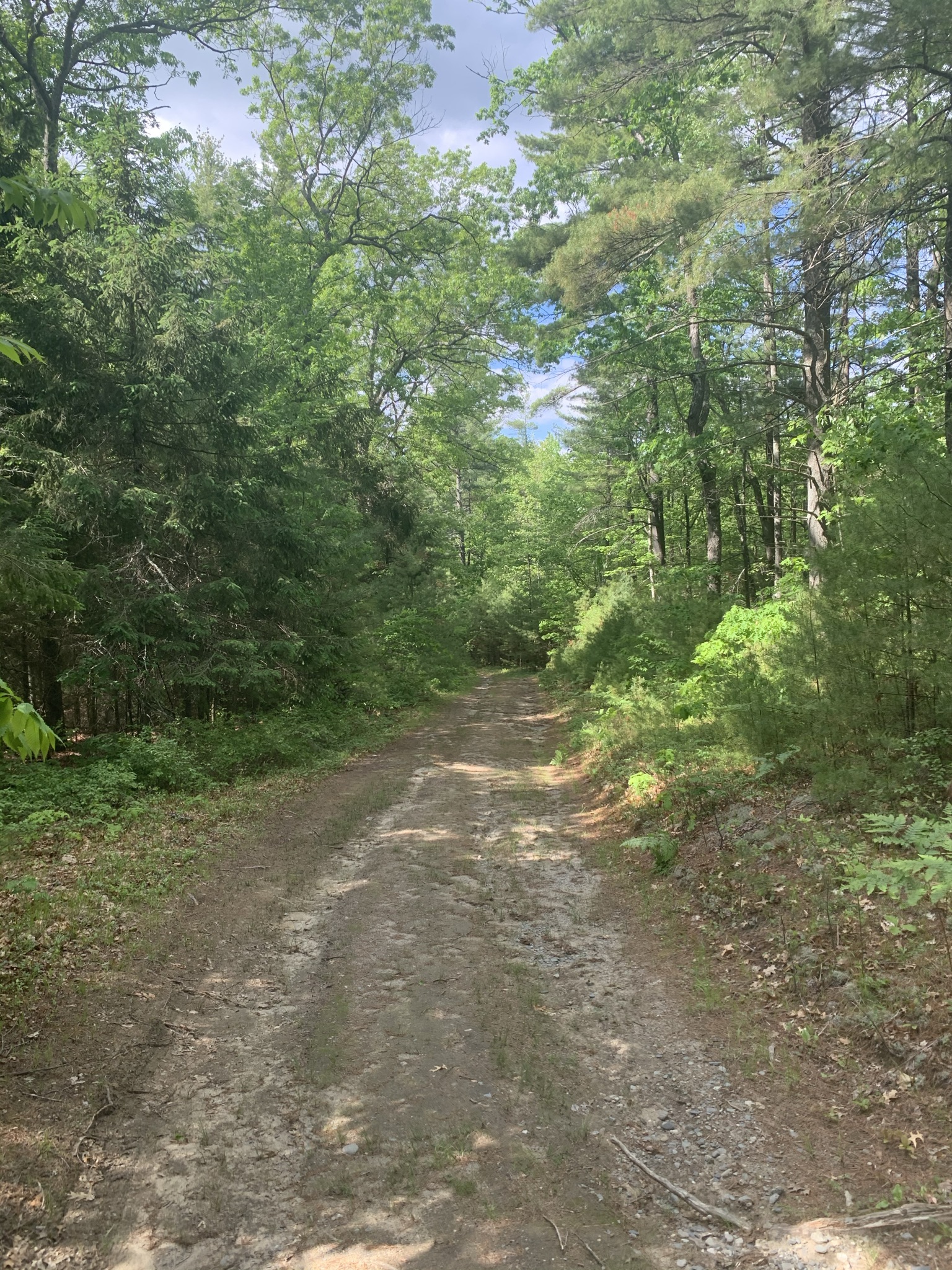 JCXC Wachusett Reservoir Trails Sawyer Bluff (Boylston, MA)