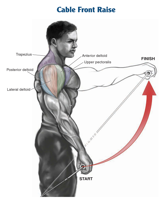 Shoulder Muscles Workout – How to get wide, broad shoulders Part I ...