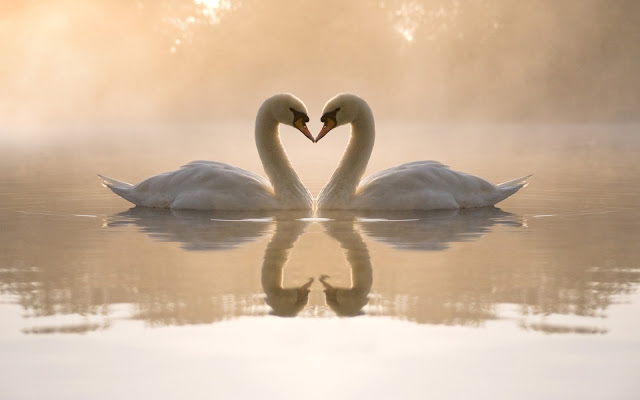 swans wallpaper, swans in love, swans heart
