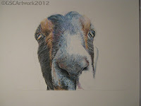 travis nubian goat colored pencil drawing in progress