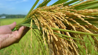 mesin pengering pertanian, mesin pengering putar, jual pengering pertanian