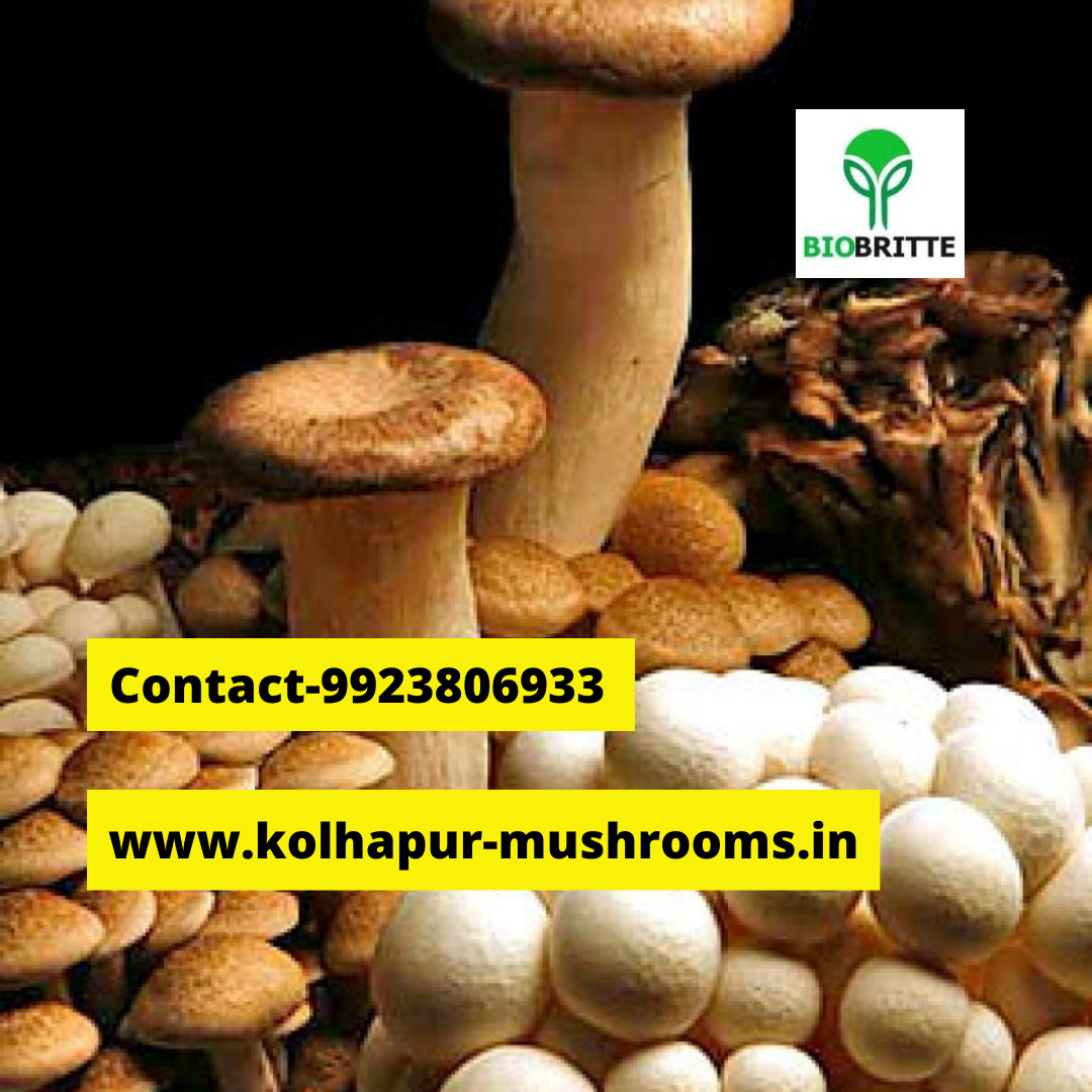 Oyster mushroom protein content Organic mushrooms Biobritte mushrooms