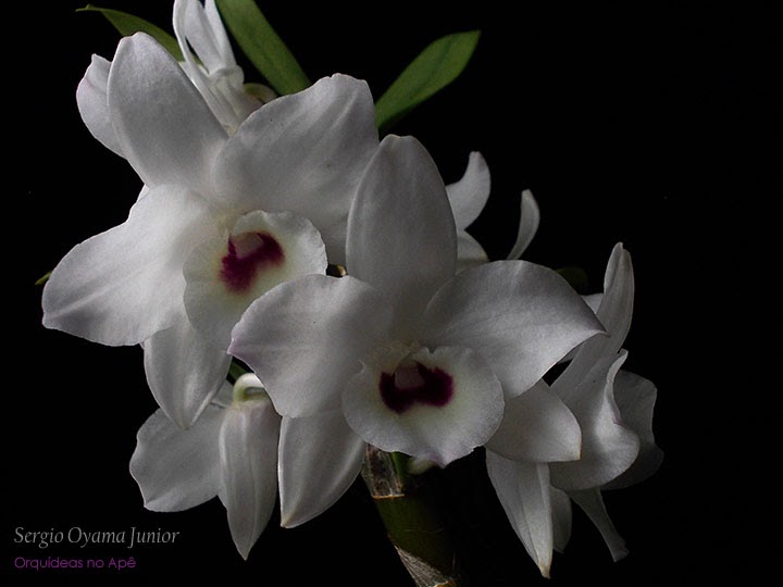 Orquídeas no Apê: Orquídea Dendrobium nobile