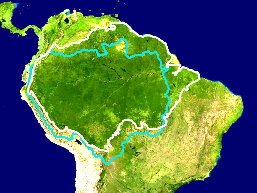 Info Hewan Tumbuhan Prasejarah Hutan Amazon, sang paruparu dunia
