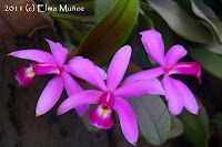 Cattleya violacea