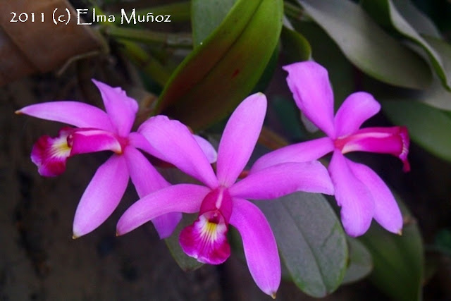 Cattleya violacea