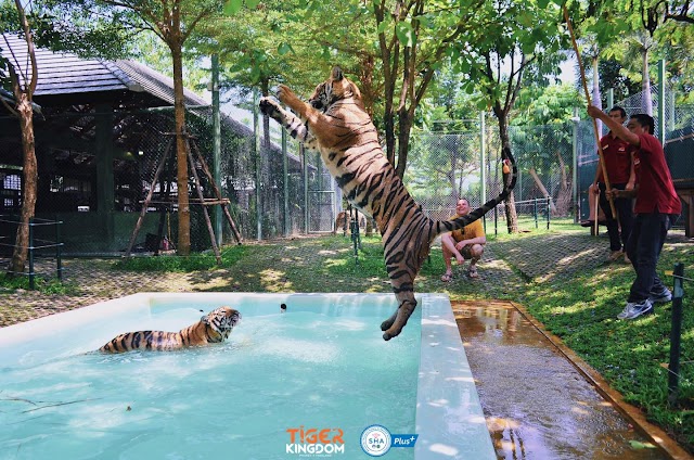 Travel to tiger kingdom Phuket and nearby accommodation 