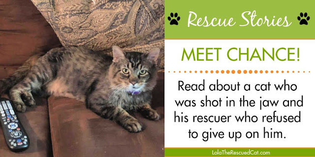 Rescue Stories|Rescued Cats