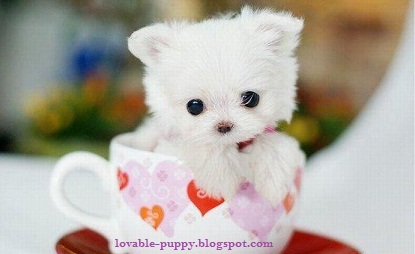 Lovable Puppy Pictures