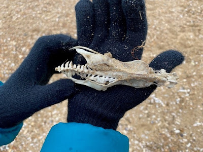 Child holding a skeleton piece found on the beach