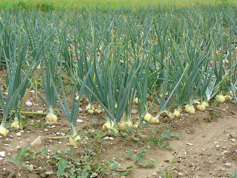 HOW TO GROW ONIONS FROM ONION SETS The Garden of Eaden
