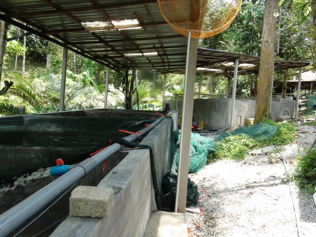 farm story koi pond materials pump