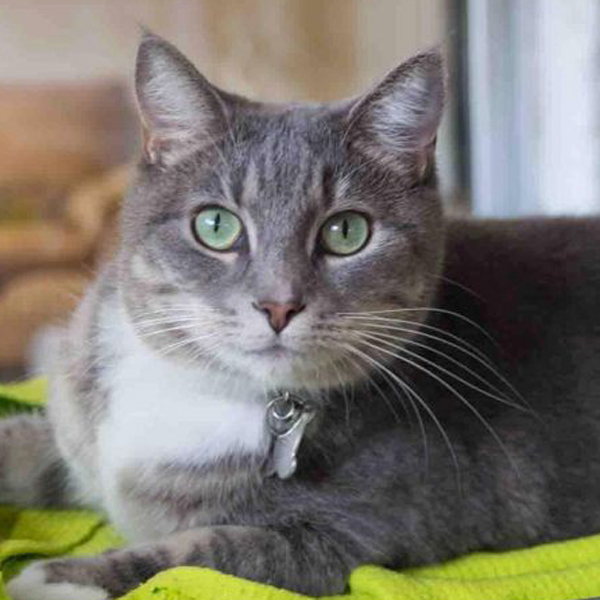 The Little Cats' Rescue Our Cats