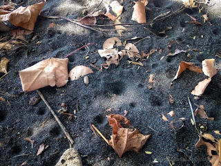 Animal Holes In The Beach Sand Among The Dried Leaves That Fall North Bali Indonesia