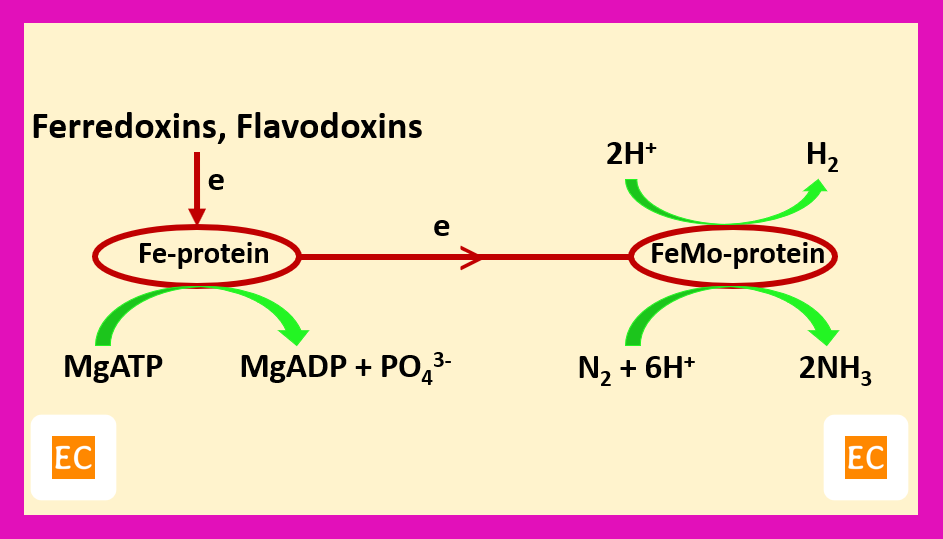 ELEMENTAL CHEMISTRY Nitrogen fixation