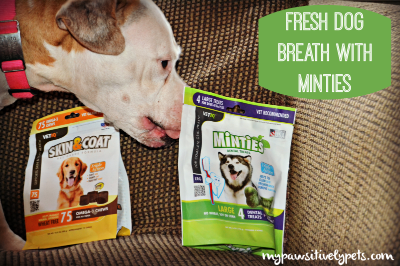 Fresher Dog Breath With VetIQ Minties Pawsitively Pets