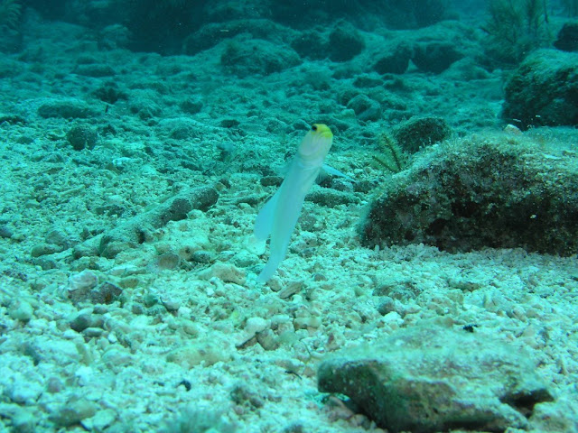 Facts about Yellowhead jawfish