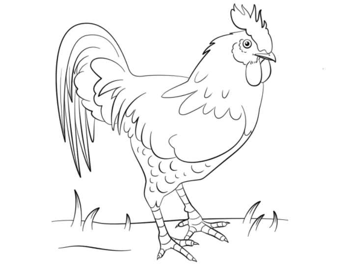 15+ Sketsa Gambar Ayam Yang Mudah - Psychology Today