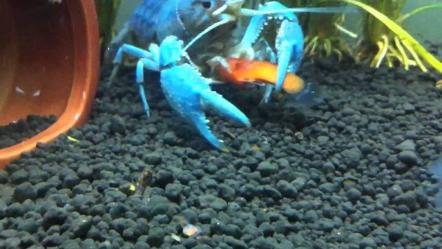 Makanan Lobster Air Tawar