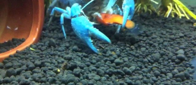 Jenis Makanan Lobster Air Tawar Alami Yang Bagus Dan Cepat Besar