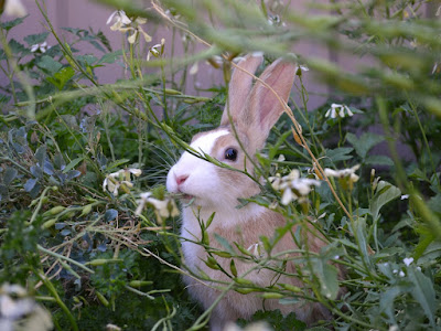Max, a tricolour Dutch bunny (black, white and orange) munching rocket stems in the garden. He is sitting in a thicket of rocket and broccoli.