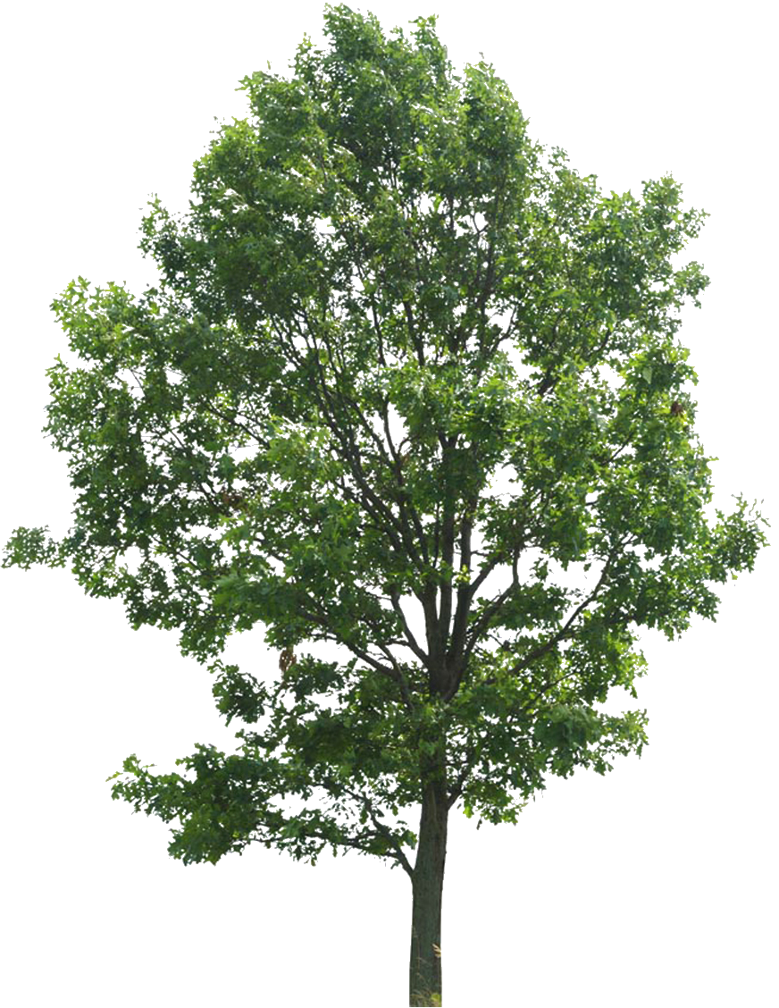 KUMPULAN FILE POHON UNTUK PHOTOSHOP