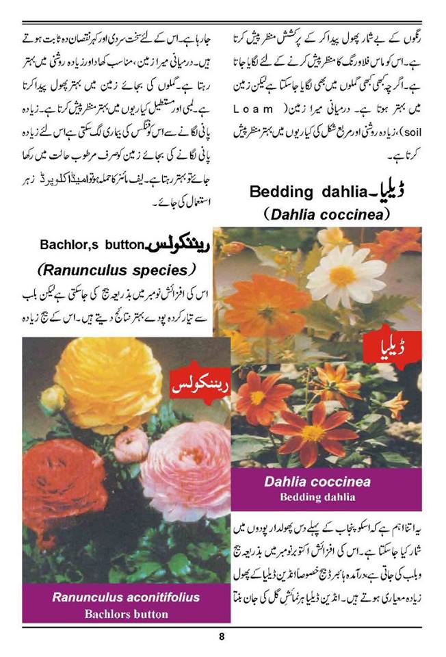 How to Grow Outdoor & Indoor Plants & Flowers Urdu Guide Noons.info