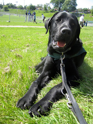 On a sunny day, Black lab Romero is lying near the bottom of a grassy hill with a baseball diamond behind him. The baseball game is in progress, and a group of pitchers in blue jerseys can been seen chatting just beyond the short metal fence that surrounds the field. A few spectators are leaning up against the fence watching the game. Romero himself is a very happy baseball fan. He's facing towards the camera, looking slightly down and to the right, with a huge smile on his face and his long front legs stretched out in the grass in front of him. He's wearing his green Future Dog Guide jacket, a blue and grey patterned collar, and a black leather leash.