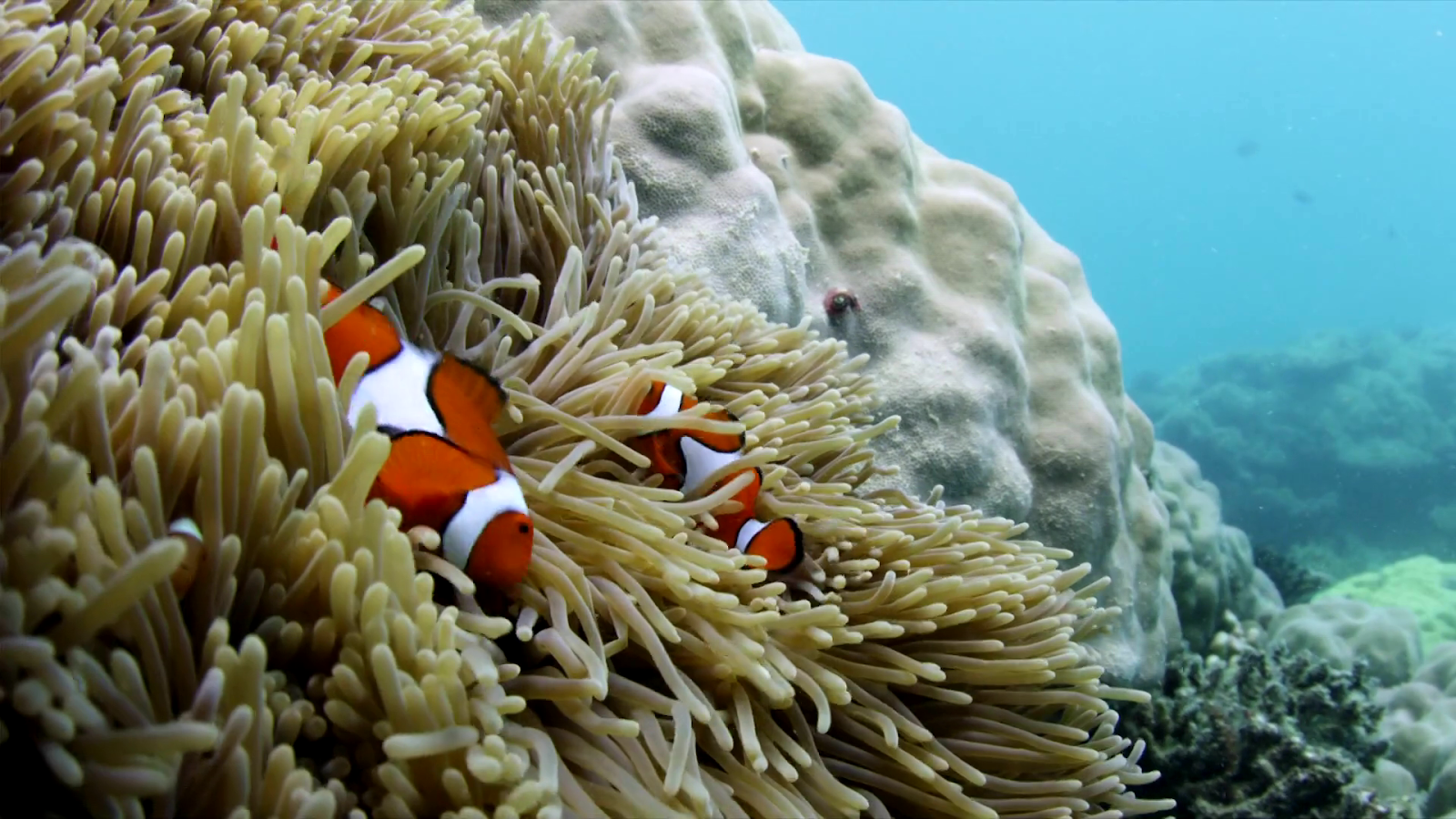 Тайны океана документальные. Большой Барьерный риф с Дэвидом Аттенборо. Дэвид Аттенборо и большой коралловый риф. David Attenborough and great Barrier Reef.