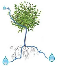 Air dari akar naik ke daun
