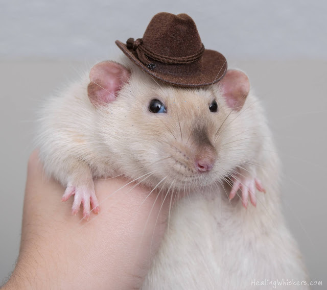 Jasper the cowboy rat