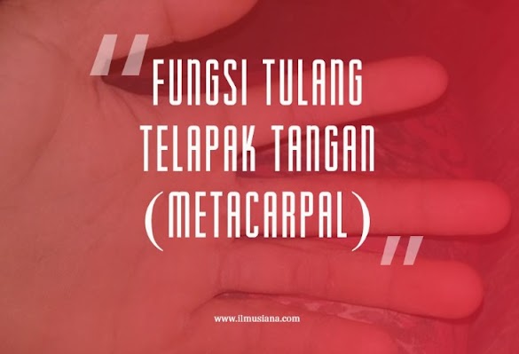 5+ Fungsi Tulang Telapak Tangan (Gambar Lengkap)