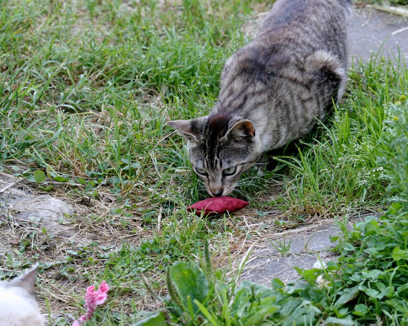 Feral Kittens, Cats, and Toys