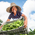  Bahia Produtiva investe na agricultura familiar e muda a vida da mulher e do homem do campo
