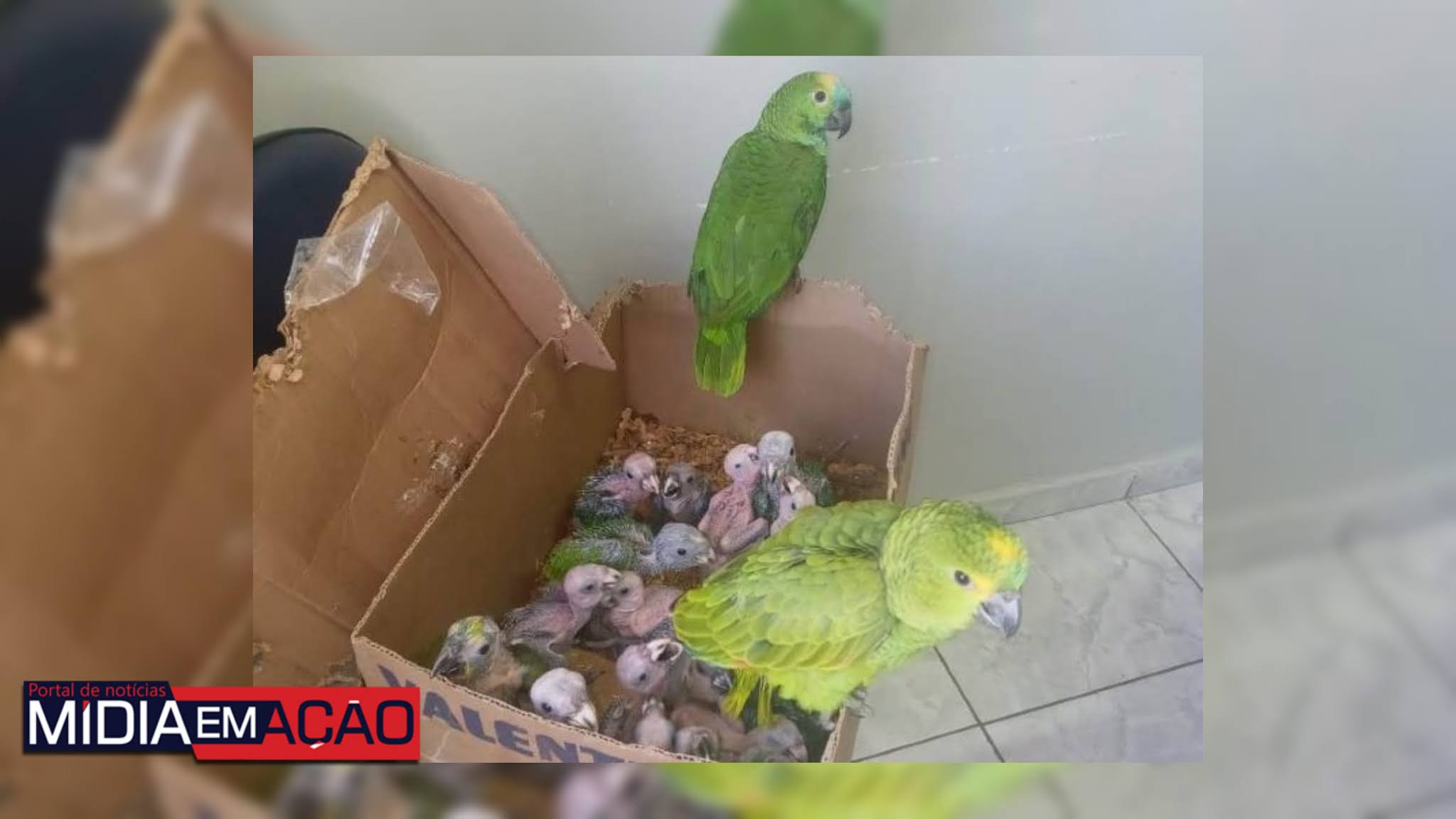 CPRH apreende 149 aves e multa dois comerciantes suspeitos de tráfico e maus tratos de animais em Custódia