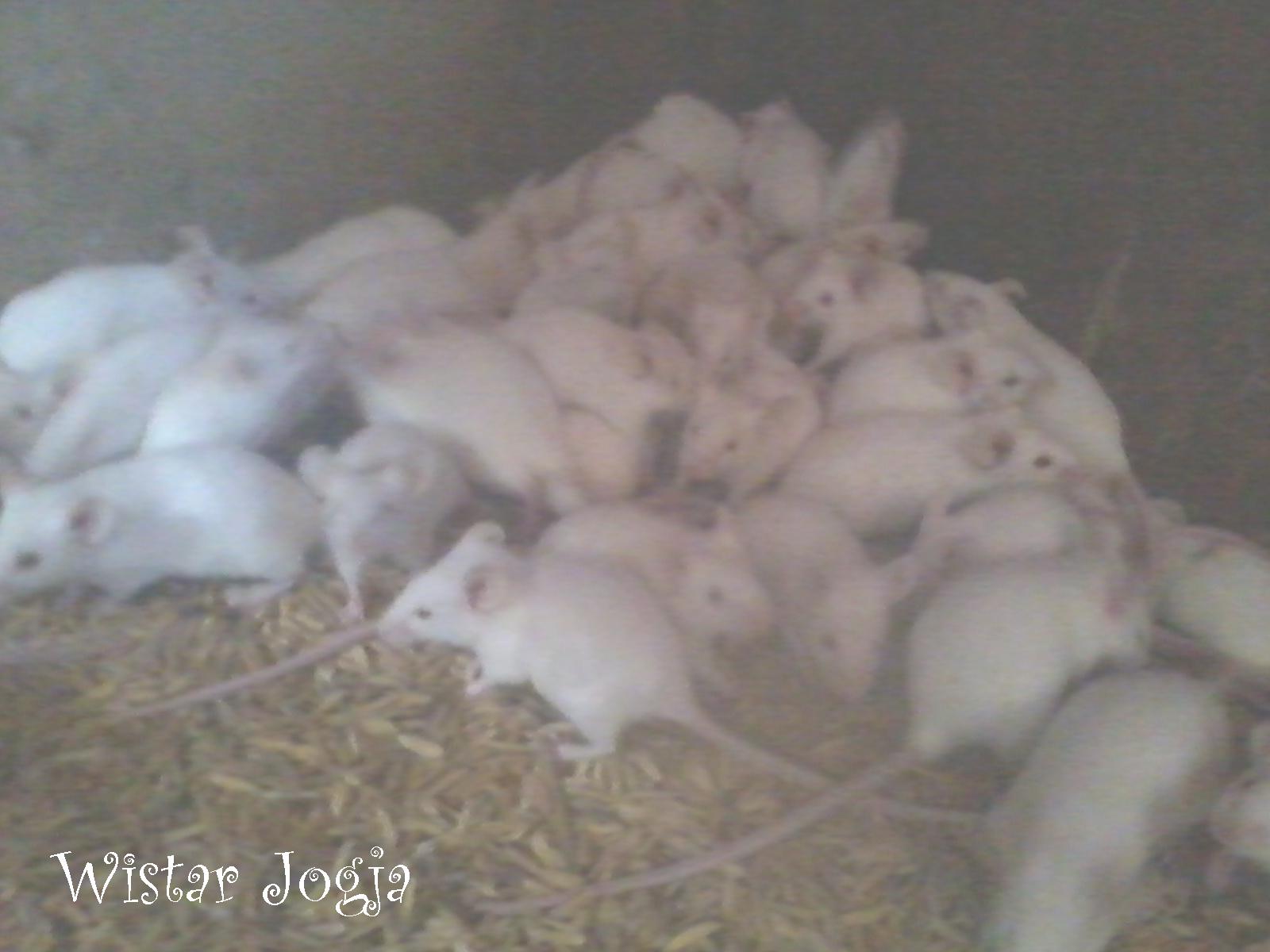 Ready Tikus Putih Penelitian Wistar Mencit Balb/C: TIKUS PUTIH MENCIT ...