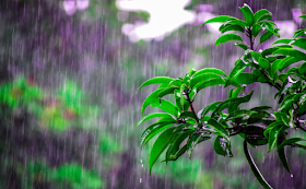 rain coming down onto a plant