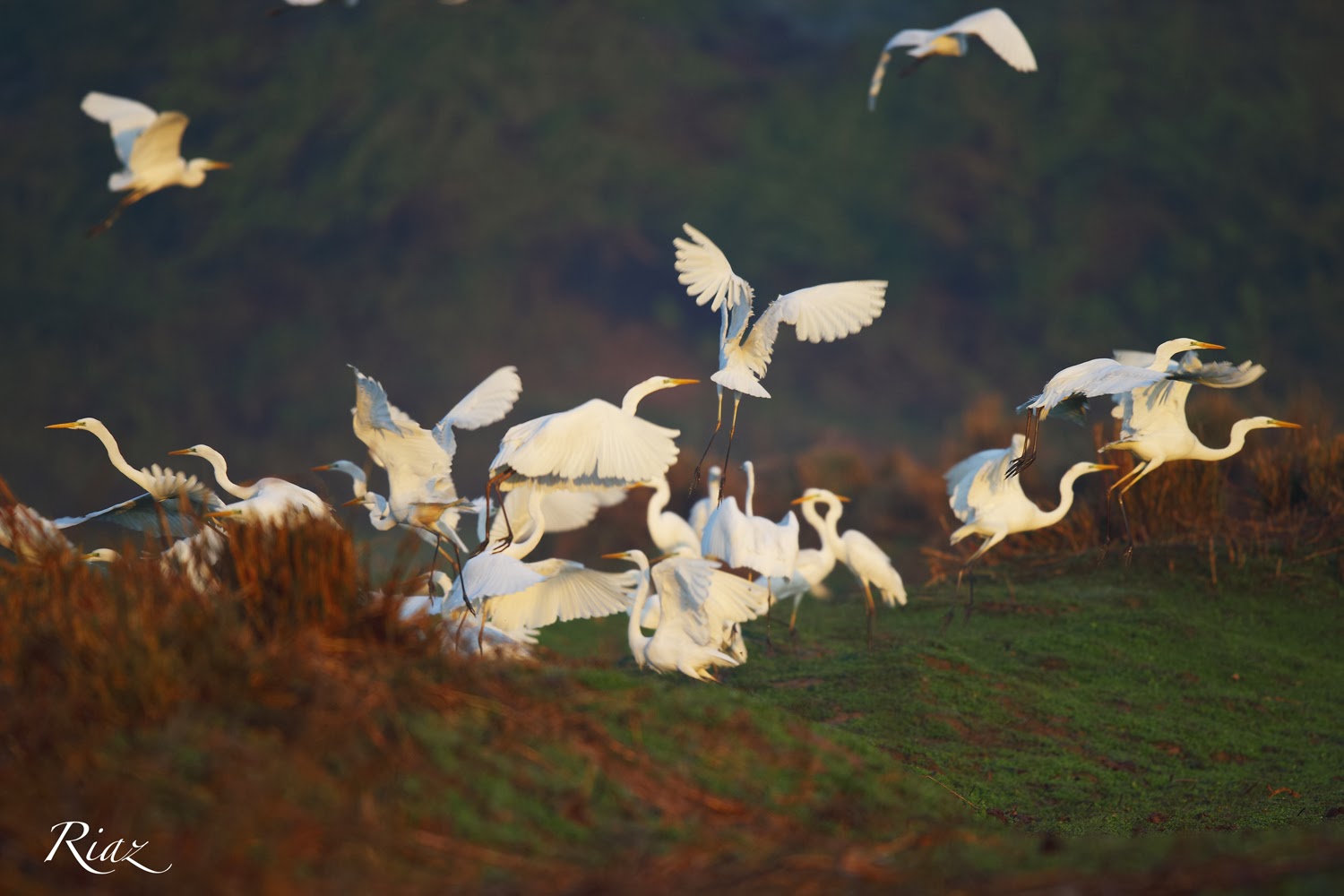 Rare Birds Found in Pakistan